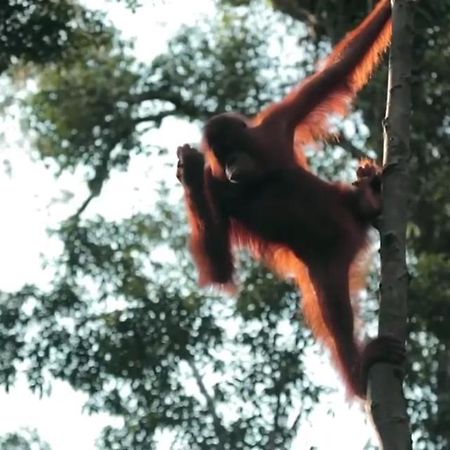 Orangutan Shaka Houseboat With Cabin 판칼란분 외부 사진