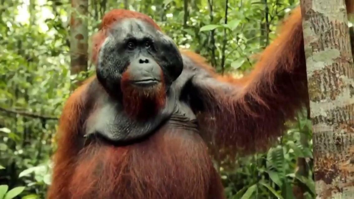 Orangutan Shaka Houseboat With Cabin 판칼란분 외부 사진