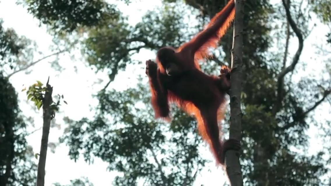 Orangutan Shaka Houseboat With Cabin 판칼란분 외부 사진