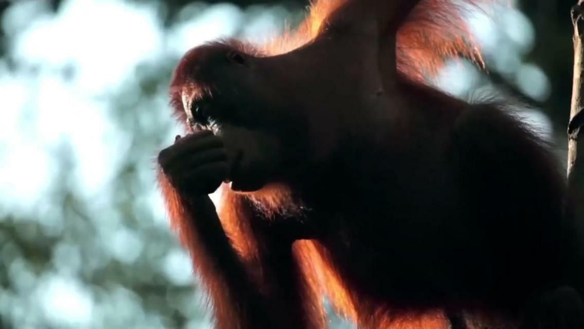 Orangutan Shaka Houseboat With Cabin 판칼란분 외부 사진