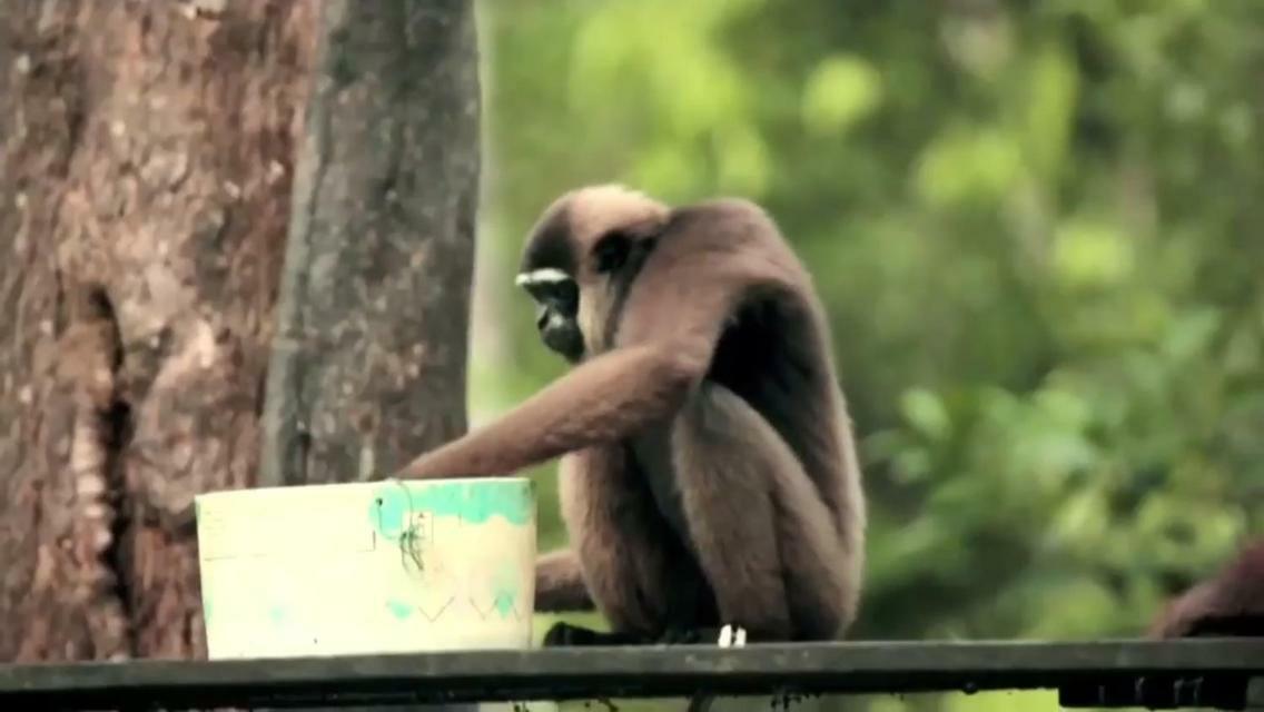 Orangutan Shaka Houseboat With Cabin 판칼란분 외부 사진