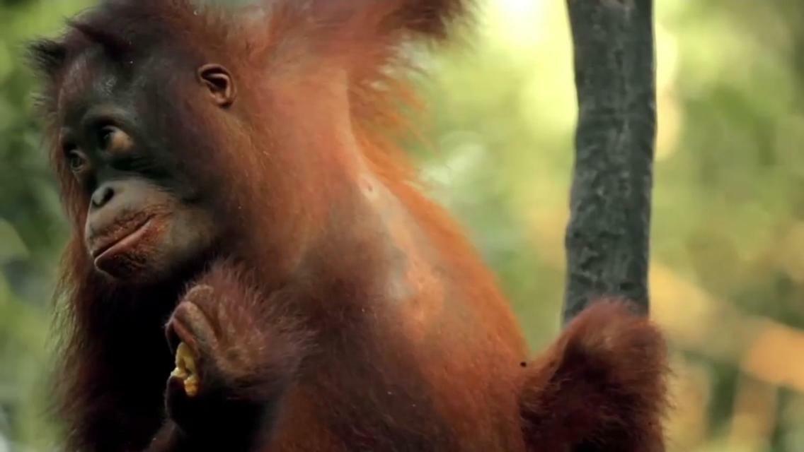 Orangutan Shaka Houseboat With Cabin 판칼란분 외부 사진