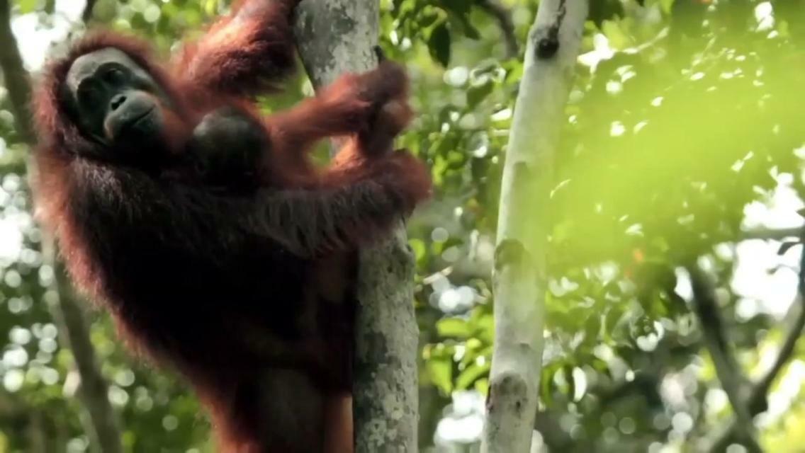 Orangutan Shaka Houseboat With Cabin 판칼란분 외부 사진