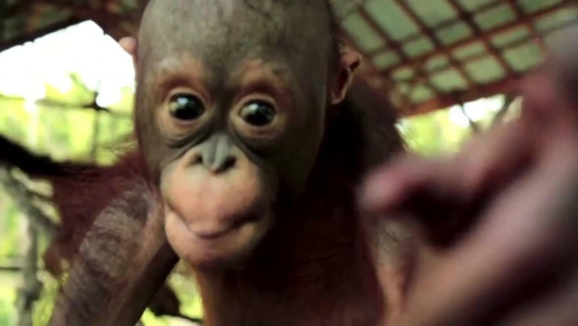 Orangutan Shaka Houseboat With Cabin 판칼란분 외부 사진