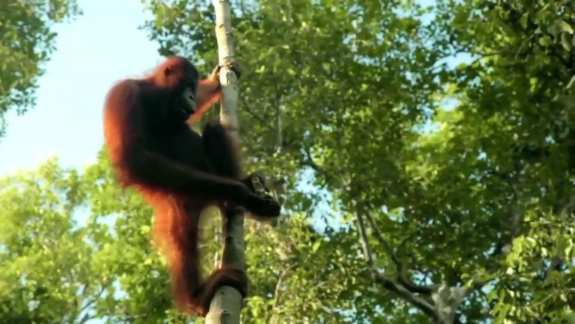 Orangutan Shaka Houseboat With Cabin 판칼란분 외부 사진