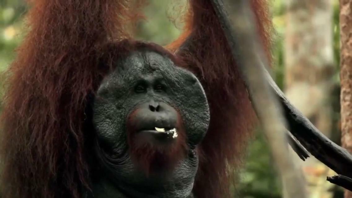 Orangutan Shaka Houseboat With Cabin 판칼란분 외부 사진