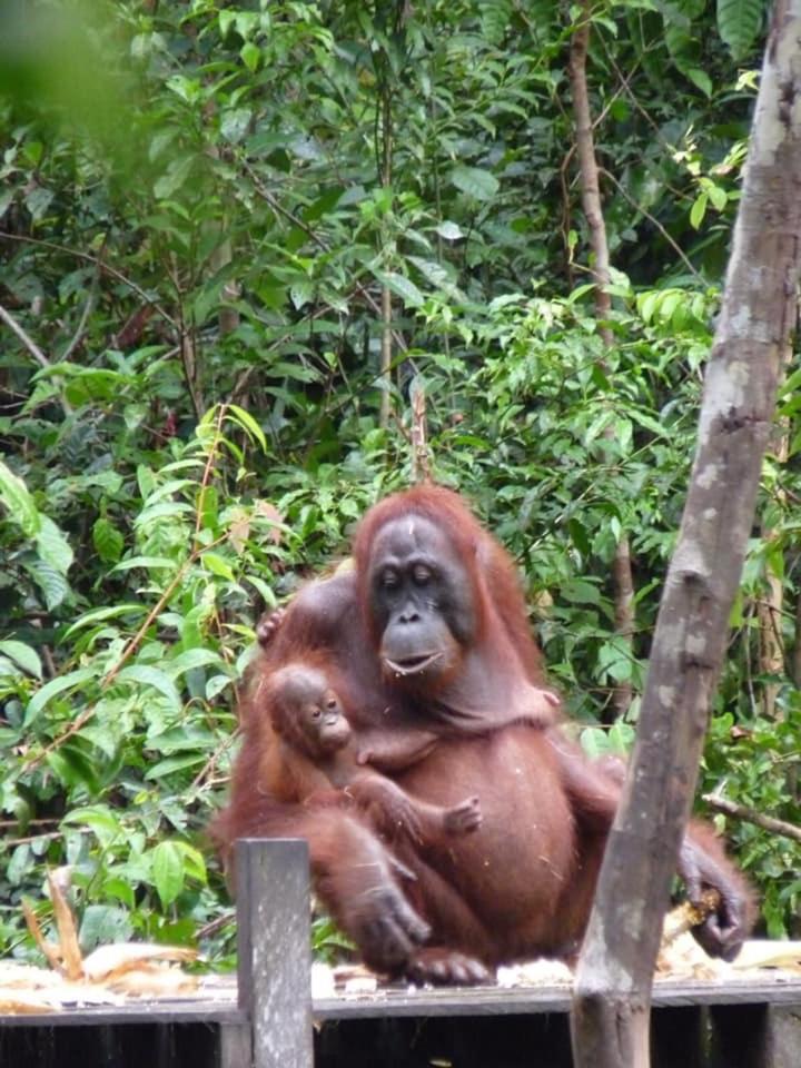 Orangutan Shaka Houseboat With Cabin 판칼란분 외부 사진