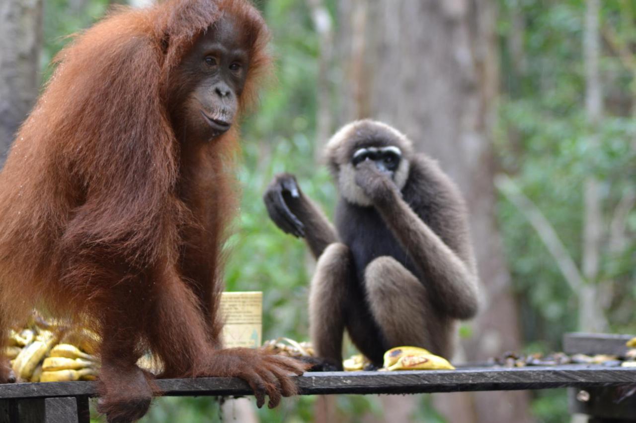 Orangutan Shaka Houseboat With Cabin 판칼란분 외부 사진