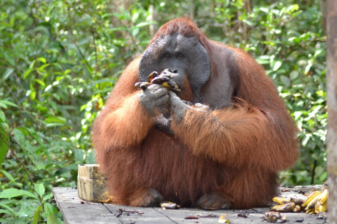 Orangutan Shaka Houseboat With Cabin 판칼란분 외부 사진