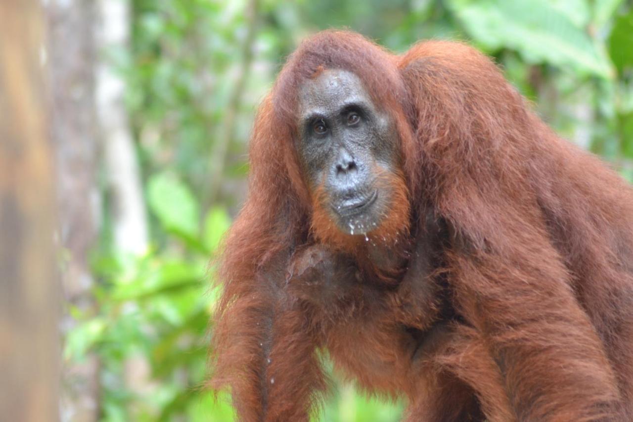 Orangutan Shaka Houseboat With Cabin 판칼란분 외부 사진