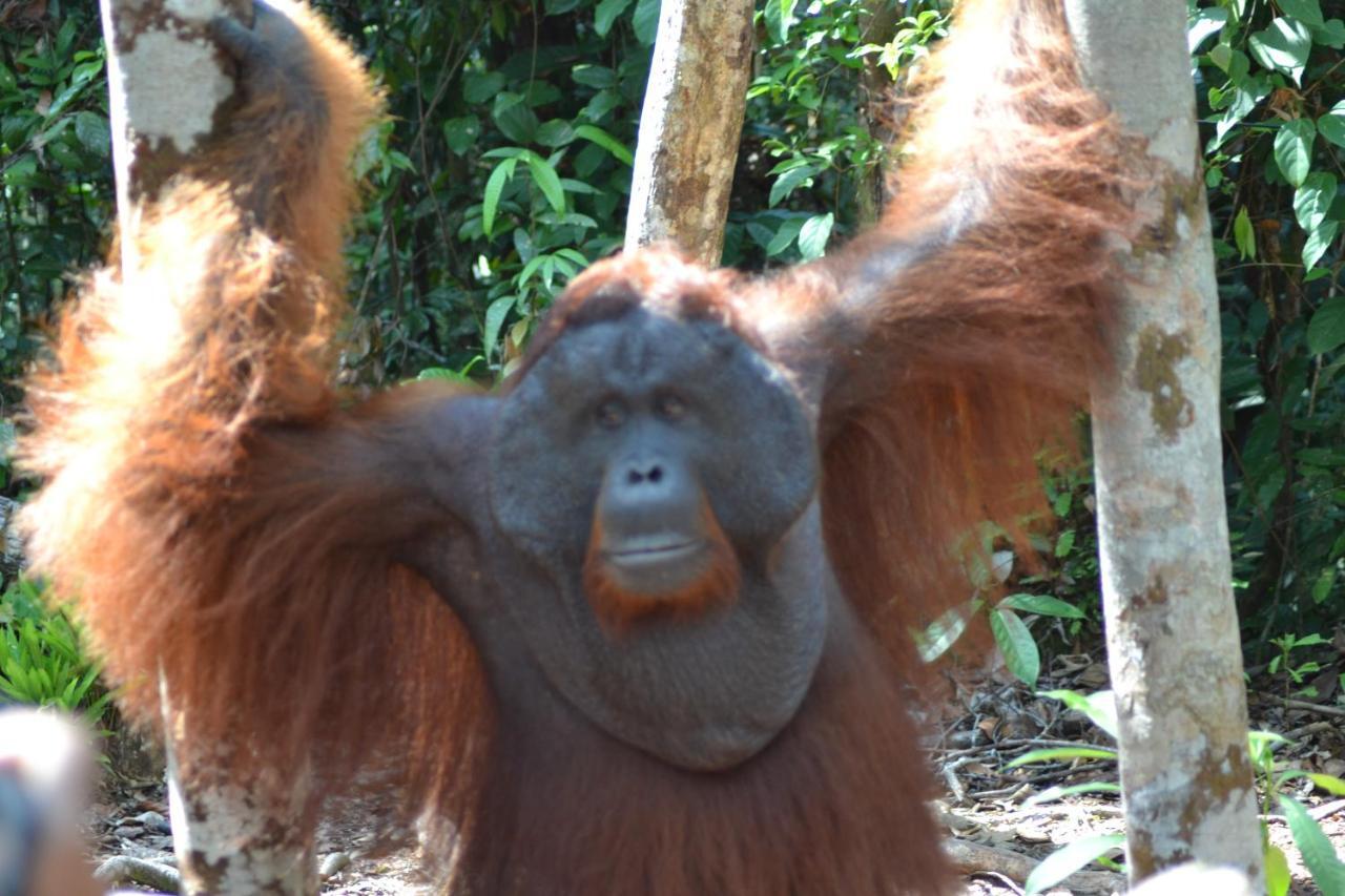 Orangutan Shaka Houseboat With Cabin 판칼란분 외부 사진