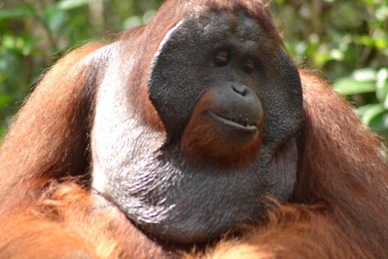 Orangutan Shaka Houseboat With Cabin 판칼란분 외부 사진