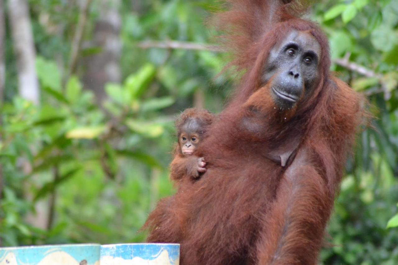 Orangutan Shaka Houseboat With Cabin 판칼란분 외부 사진